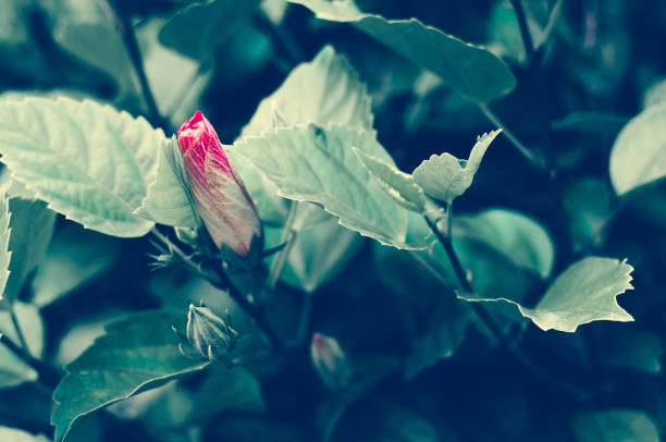 istock Unopened bud of a red rose 1170312483