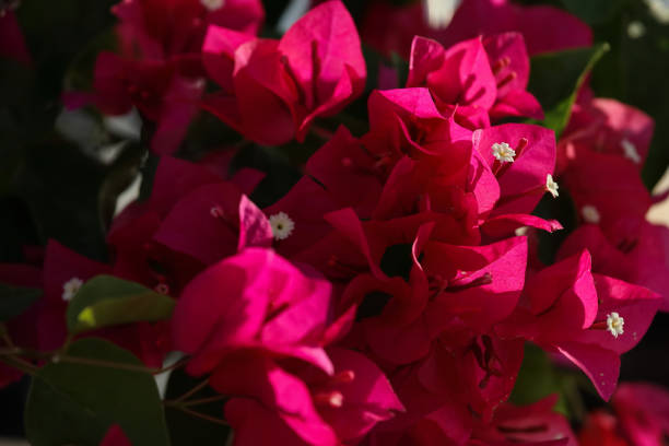 istock Pink bougainvillea 1170312766