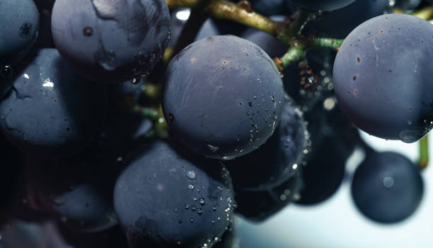 istock Close up beautiful blue wet Isabella grapes bunch background. Macro view. 1170312831