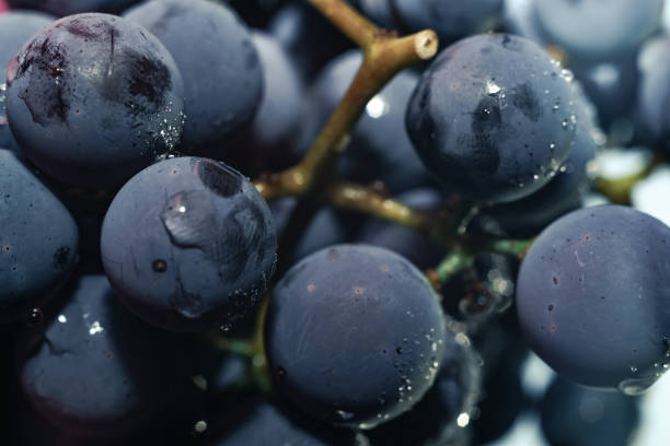 istock Close up beautiful blue wet Isabella grapes bunch background. Macro view. 1170312838
