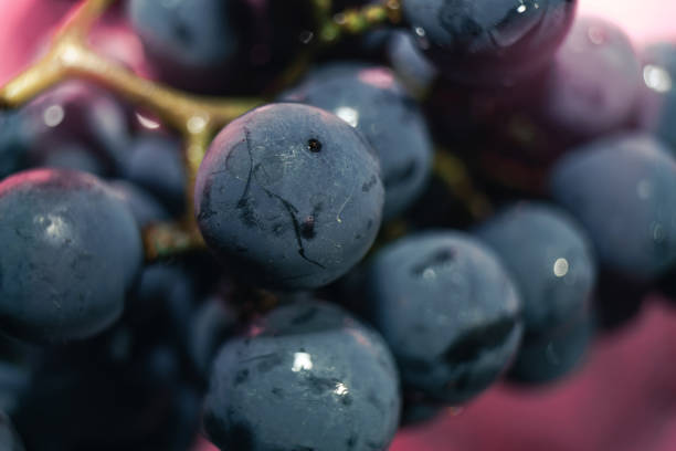 istock Close up beautiful blue wet Isabella grapes bunch background. Macro view. 1170314238