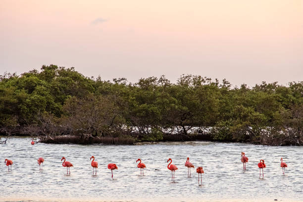 istock Bonaire, Flamingos at sunset 1170314330