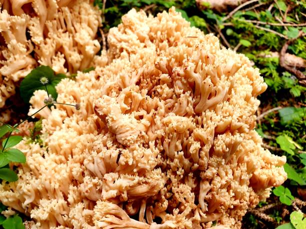 istock Yellow coral fungus 1170314965