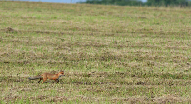 istock red fox wildlife hunting on the meadow for feed 1170317161