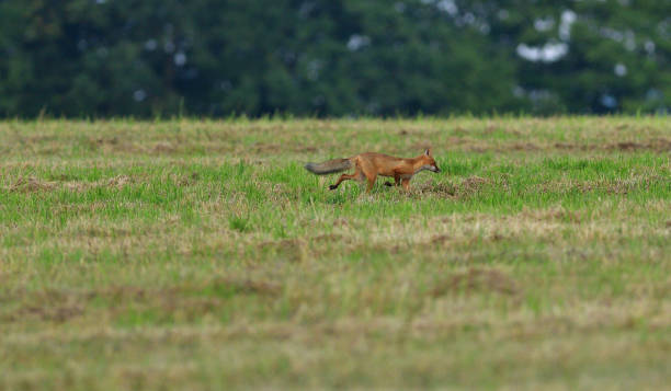 istock red fox wildlife hunting on the meadow for feed 1170317214
