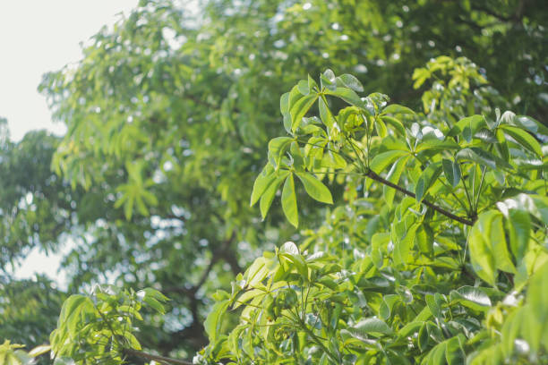 istock the tropical leaves nature wallpaper 1170317275