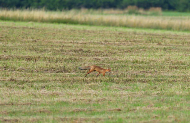 istock red fox jumping and hunting for mouse on a field 1170317323