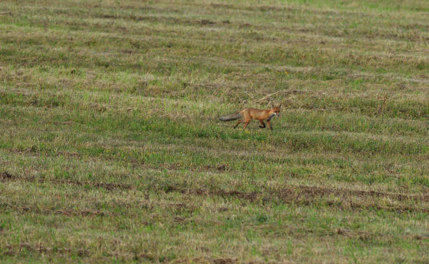 istock red fox wildlife hunting on the meadow for feed 1170317348