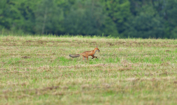 istock red fox wildlife hunting on the meadow for feed 1170317473