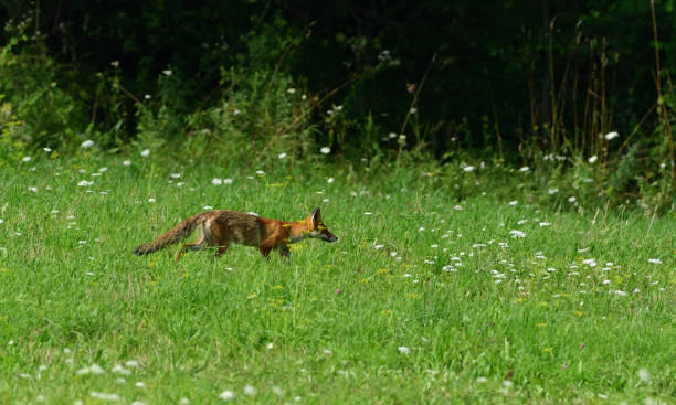 istock red fox jumping and hunting for mouse on a field 1170317538