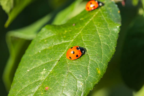 istock Two red ladybugs on a green leaf in the garden 1170317541