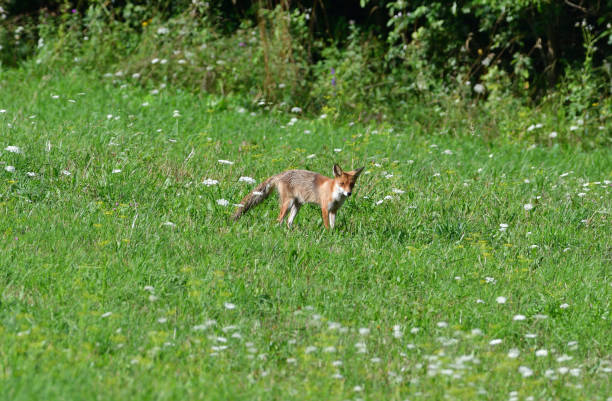 istock red fox wildlife hunting on the meadow for feed 1170317547