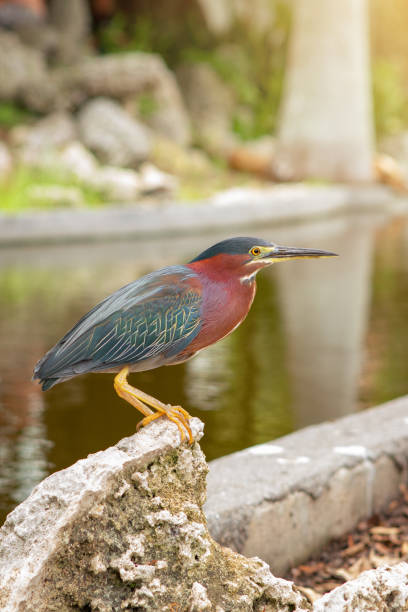 A green heron in the wild in downtown Miami, Florida, USA.
