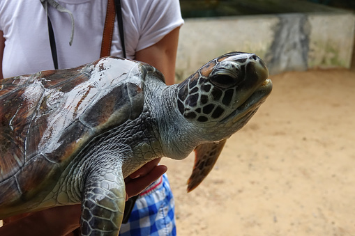 A young girl holds a big turtle in her hands. Turtle Rescue Center. Turtle farm in Sri Lanka
