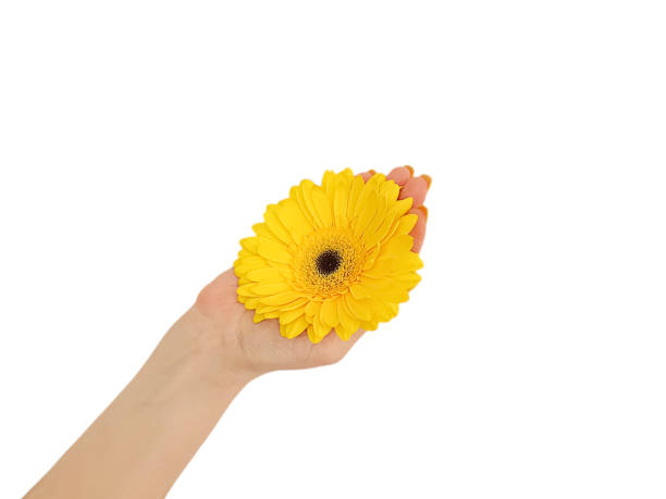 istock female hand manicure  flower isolated 1170317751