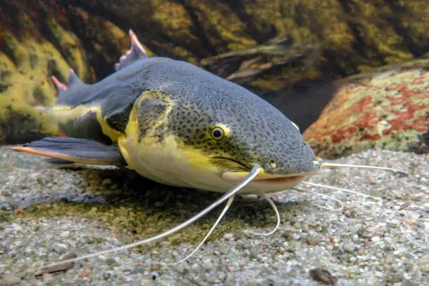 Catfish. Pseudoplatystoma or barred sorubim, close up