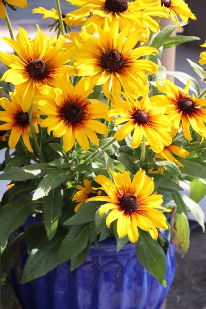 Yellow coneflowers in blue ceramic pot.