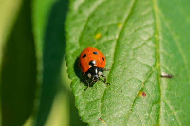 istock Red ladybug on a green leaf in the garden 1170319039