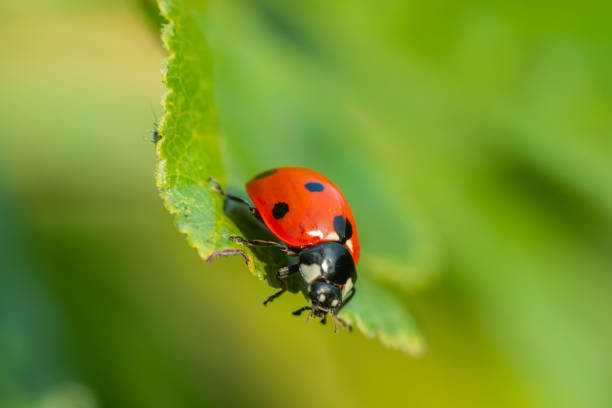 istock Red ladybug on a green leaf in the garden 1170319376