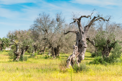 Dried and dead olive trees attacked by the Xylella fastidiosa bacterium in Salento region, Puglia, Italy