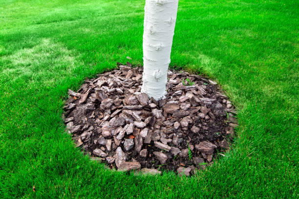 istock Mulching a bark of a tree trunk, lime whitewashed tree trunks on a green meadow with grass. 1170320480