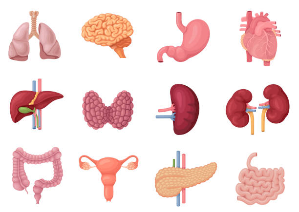 人間の内臓の解剖学 - 人体図点のイラスト素材／クリップアート素材／マンガ素材／アイコン素材