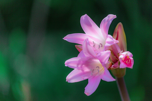 Butomus umbellatus, Flowering Rush. Wild plant shot in summer.