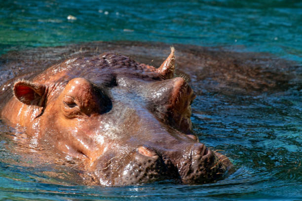 istock Young hippo stock photo 1170320795