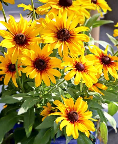 istock Yellow coneflowers closeup. 1170321015