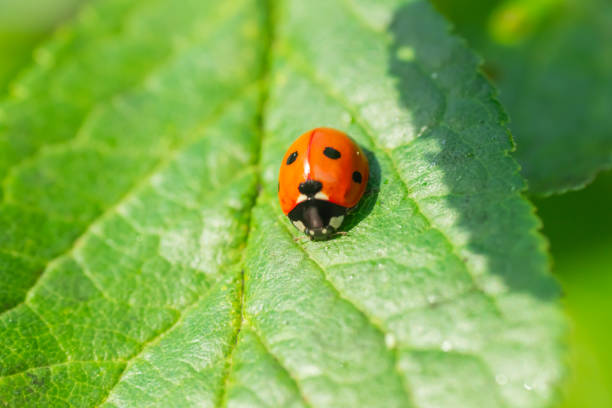 istock Red ladybug on a green leaf in the garden 1170321669