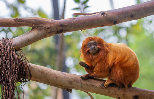 Red titi monkey on the branch With green background