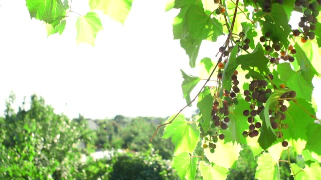 grape growing vineyard for wine