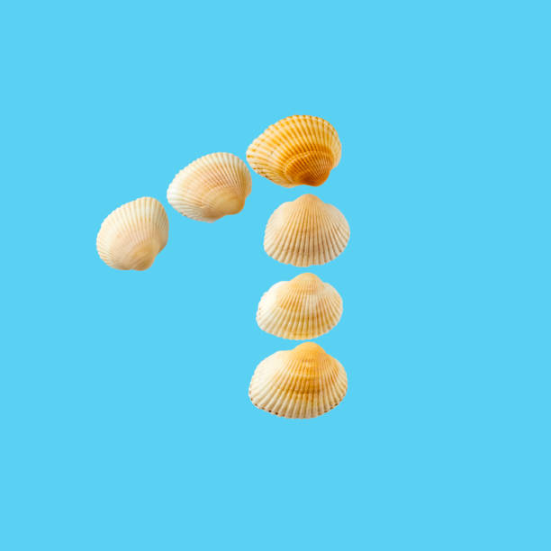 istock Number one from sea shells isolated on tender light blue background 1170323407