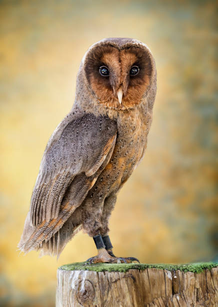 portrait of an owl
