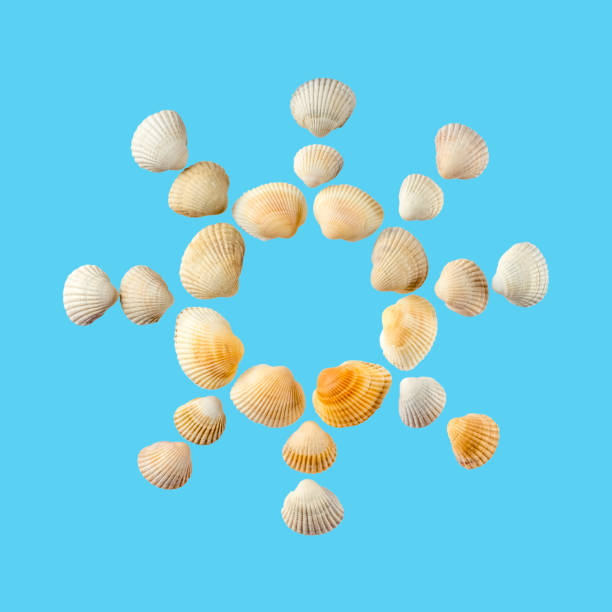 istock The sun from sea shells isolated on gentle blue background 1170323494