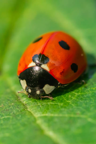 istock Red ladybug on a green leaf in the garden 1170323650