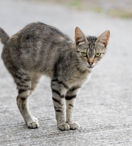 istock Grey cute cat looking at you 1170323859