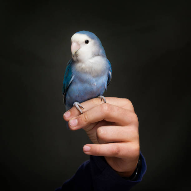 istock Blue agaporni parrot on the hand 1170323880