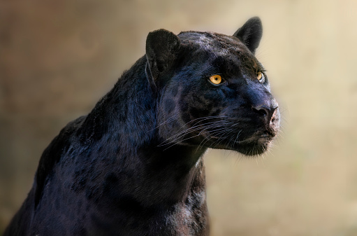 portrait of a black jaguar with a light brown background
