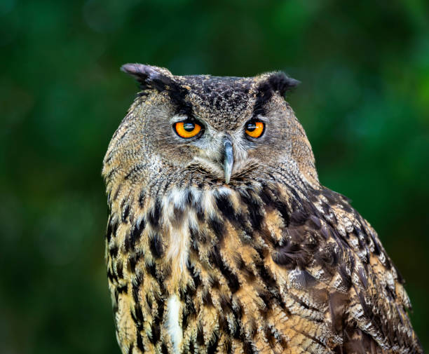 istock Portrait of a owl 1170324526