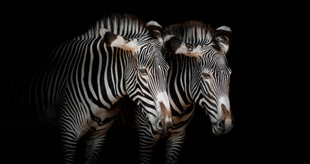 A couple of zebras