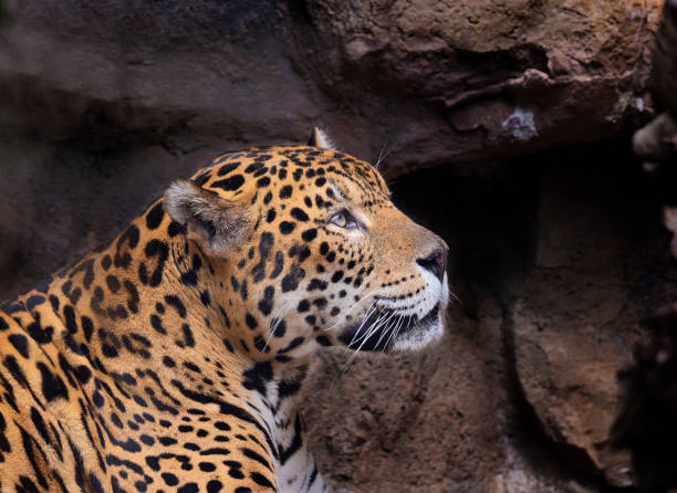 istock Portrait jaguar resting 1170325229