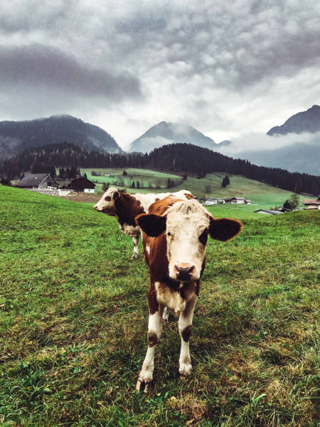 istock cow pasture in the alps 1170326820