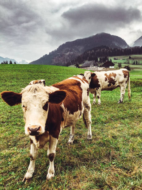 istock cow pasture in the alps 1170327279