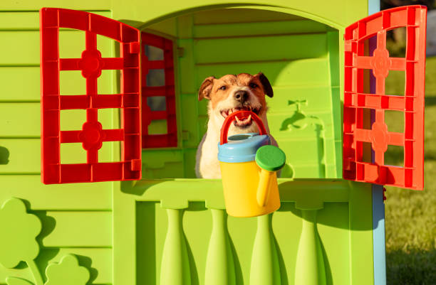 Hobbyist gardening concept with dog holding colorful watering can inside children garden house Jack Russell Terrier dog holding in mouth watering can hobbyist stock pictures, royalty-free photos & images