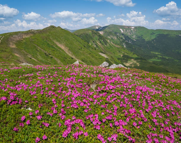 istock Blossoming slopes (rhododendron flowers ) of Carpathian mountains. 1170327840