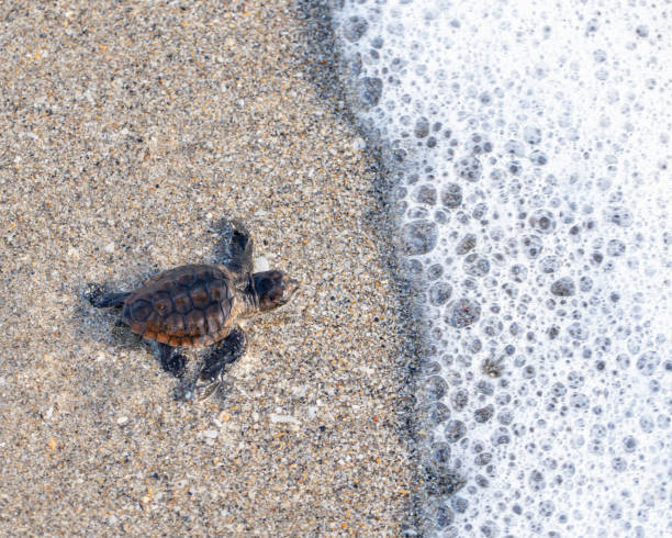 baby loggerhead sea turtle making it to the ocean - turtle young animal beach sand fotografías e imágenes de stock