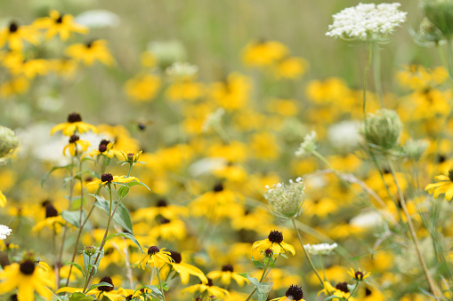 A wild flower meadow