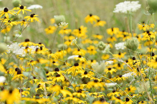 A wild flower meadow