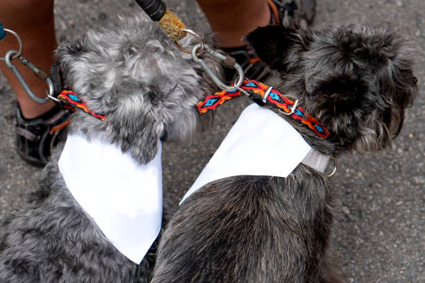 istock Miniature salt and pepper Schnauzer puppies 1170329538